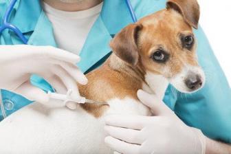 Očkovanie psov